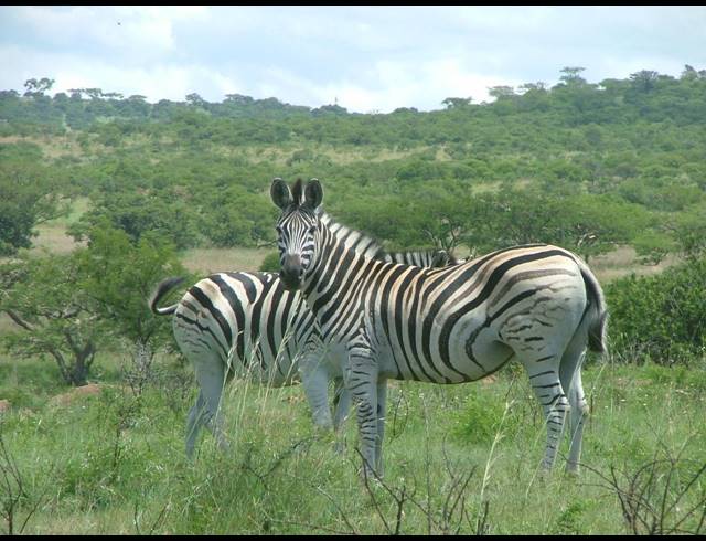 2,000HA FARM FOR SALE IN ESTCOURT